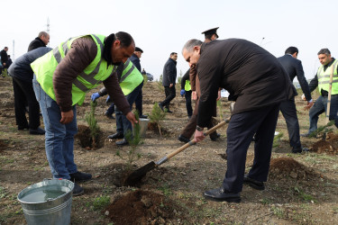 “Şəhərsalma və Memarlıq İli” çərçivəsində Yevlaxda növbəti ağacəkmə aksiyası keçirilib