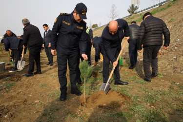 “Şəhərsalma və Memarlıq İli” çərçivəsində Yevlaxda növbəti ağacəkmə aksiyası keçirilib