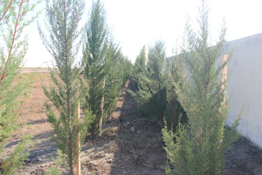 Yevlaxda “Yaşıl dünya naminə həmrəylik ili” çərçivəsində həyata keçirilən silsilə ağacəkmə aksiyası davam etdirilib