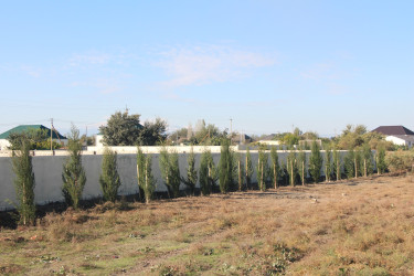 Yevlaxda “Yaşıl dünya naminə həmrəylik ili” çərçivəsində həyata keçirilən silsilə ağacəkmə aksiyası davam etdirilib