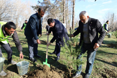 Yevlaxda şəhid ailələrinin üzvlərinin iştirakı ilə ağacəkmə aksiyası keçirilib