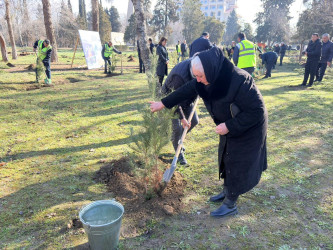 Yevlaxda şəhid ailələrinin üzvlərinin iştirakı ilə ağacəkmə aksiyası keçirilib