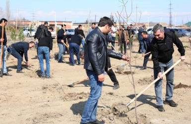 Yevlaxda “Heydər Əliyev ili” çərçivəsində ağacəkmə aksiyası keçirilib