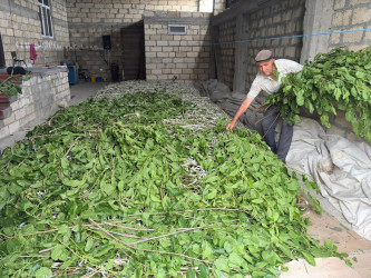 İcra Hakimiyyətinin Başçısı kümçülük təsərrüfatına baxış keçirib