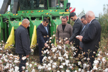 Yevlaxda pambıq yığımına başlanılıb