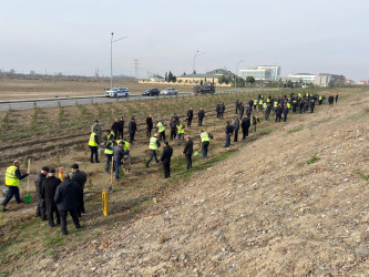 “Şəhərsalma və Memarlıq İli” çərçivəsində Yevlaxda növbəti ağacəkmə aksiyası keçirilib