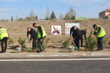 Yevlaxda 8 Noyabr-Zəfər Gününün beşinci ildönümü münasibətilə ağacəkmə aksiyası təşkil edilmişdir