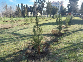 Yevlaxda şəhid ailələrinin üzvlərinin iştirakı ilə ağacəkmə aksiyası keçirilib