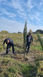 Yevlaxda 8 Noyabr-Zəfər Gününün beşinci ildönümü münasibətilə silsilə ağacəkmə aksiyaları təşkil olunmuşdur