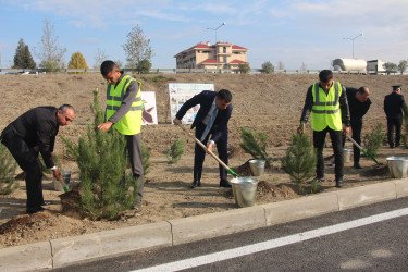 Yevlaxda 8 Noyabr-Zəfər Gününün beşinci ildönümü münasibətilə ağacəkmə aksiyası təşkil edilmişdir