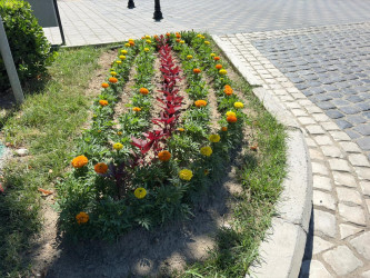 Şəhər ərazisində müxtəlif növ dekorativ gül kolları və çiçəklər əkilib