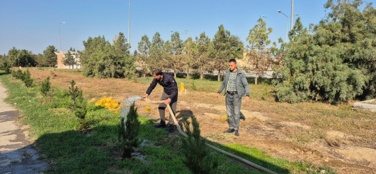 Yevlaxda 8 Noyabr-Zəfər Gününün beşinci ildönümü münasibətilə silsilə ağacəkmə aksiyaları təşkil olunmuşdur