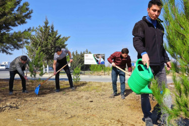 Yevlaxda “Heydər Əliyev ili” çərçivəsində ağacəkmə aksiyası keçirilib