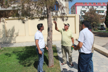 Yevlaxda xəstəliyə tutulmuş həmişəyaşıl ağaclarının müalicəsi həyata keçirilib