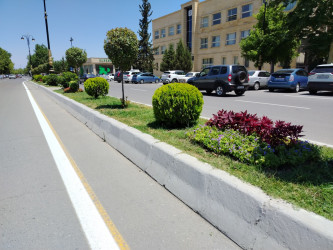 Şəhər ərazisində müxtəlif növ dekorativ gül kolları və çiçəklər əkilmişdir