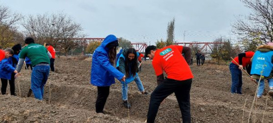 Yevlaxda “Təbiətimiz” aksiyası çərçivəsində müxtəlif növ ağaclar əkilib