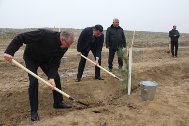 Yevlaxda 30 hektar sahədə yeni meşə salınır