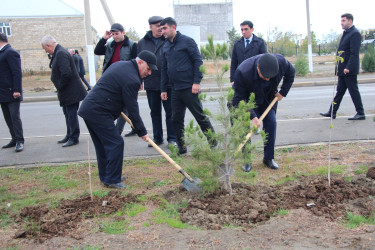 Yevlaxda “Heydər Əliyev ili” çərçivəsində ağacəkmə aksiyası keçirildi