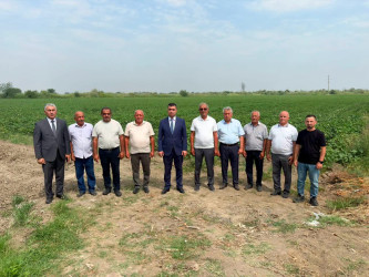 Yevlax Şəhər İcra Hakimiyyətinin Başçısı pambıq sahəsində olmuşdur