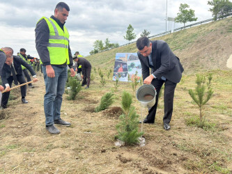 Yevlaxda Xalqımızın Ümummilli Lideri Heydər Əliyevin anadan olmasının 103-cü ildönümünə həsr olunmuş ağacəkmə aksiyası keçirilib