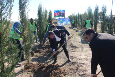 Yevlaxda “Yaşıl dünya naminə həmrəylik ili” çərçivəsində həyata keçirilən silsilə ağacəkmə aksiyası davam etdirilib