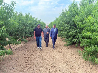 İcra Hakimiyyətinin Başçısı “Agrotop” MMC-yə məxsus meyvə bağında olub