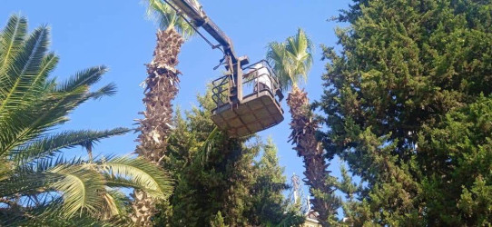 Yevlax Şəhər İcra Hakimiyyəti tərəfindən “Şəhərsalma və Memarlıq İli” çərçivəsində sakinlərdə təbiətə qayğı və ətraf mühitə məsuliyyətli münasibətin formalaşdırılması, yaşıllıqların artırılmasının təşviq edilməsi, eləcə də ekoloji maarifləndirmə işlərinə töhfə vermək məqsədilə şəhərin müxtəlif ərazilərini əhatə edən növbəti iməcilik təşkil olunub.