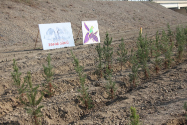 Yevlaxda 8 Noyabr-Zəfər Gününün beşinci ildönümü münasibətilə ağacəkmə aksiyası təşkil edilmişdir