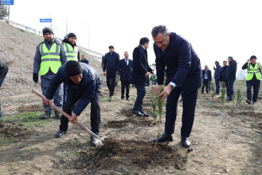 “Şəhərsalma və Memarlıq İli” çərçivəsində Yevlaxda növbəti ağacəkmə aksiyası keçirilib