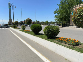 Şəhər ərazisində müxtəlif növ dekorativ gül kolları və çiçəklər əkilib
