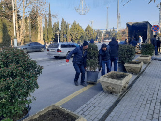 Yevlaxda “Yaşıl dünya naminə həmrəylik ili” çərçivəsində yaşıllaşdırma işləri davam etdirilir