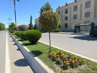 Şəhər ərazisində müxtəlif növ dekorativ gül kolları və çiçəklər əkilib