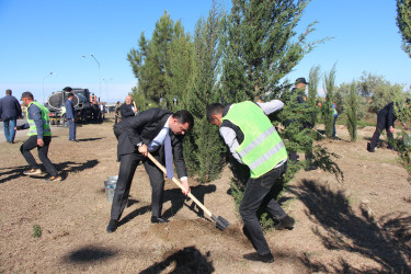 Yevlaxda “Yaşıl dünya naminə həmrəylik ili” çərçivəsində həyata keçirilən silsilə ağacəkmə aksiyası davam etdirilib