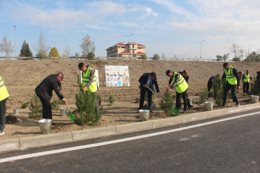 Yevlaxda 8 Noyabr-Zəfər Gününün beşinci ildönümü münasibətilə ağacəkmə aksiyası təşkil edilmişdir