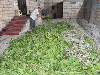İcra Hakimiyyətinin Başçısı kümçülük təsərrüfatına baxış keçirib