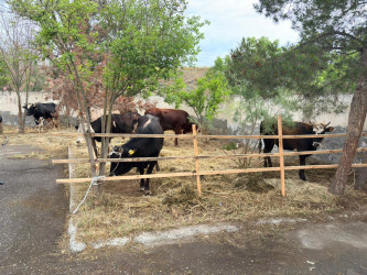 Yevlaxda Müqəddəs Qurban bayramı qeyd edilib