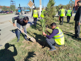 Yevlaxda 8 Noyabr-Zəfər Gününün beşinci ildönümü münasibətilə silsilə ağacəkmə aksiyaları təşkil olunmuşdur