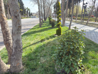 Yevlax Şəhər İcra Hakimiyyəti tərəfindən “Şəhərsalma və Memarlıq İli” çərçivəsində şəhərdə abadlıq-quruculuq işləri davam etdirilir