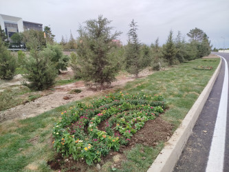 27 Sentyabr-Anım Gününə həsr olunmuş ağacəkmə aksiyası keçirilmişdir
