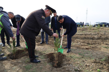 “Şəhərsalma və Memarlıq İli” çərçivəsində Yevlaxda növbəti ağacəkmə aksiyası keçirilib
