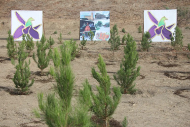 Yevlaxda 27 Sentyabr-Anım Günü ilə əlaqədar ağacəkmə aksiyası keçirilib