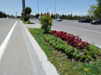 Şəhər ərazisində müxtəlif növ dekorativ gül kolları və çiçəklər əkilmişdir