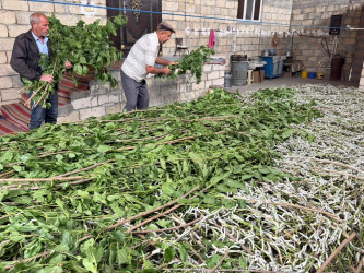 İcra Hakimiyyətinin Başçısı kümçülük təsərrüfatına baxış keçirib