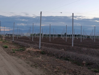 Yevlaxda kənd təsərrüfatı sahəsində Dövlət Proqramının icrası ilə bağlı monitorinq keçirilib