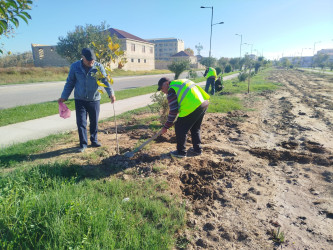 Yevlaxda 8 Noyabr-Zəfər Gününün beşinci ildönümü münasibətilə silsilə ağacəkmə aksiyaları təşkil olunmuşdur