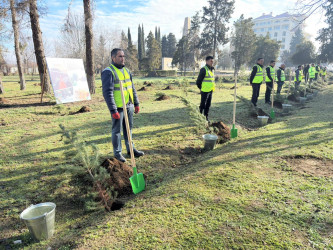 Yevlaxda şəhid ailələrinin üzvlərinin iştirakı ilə ağacəkmə aksiyası keçirilib
