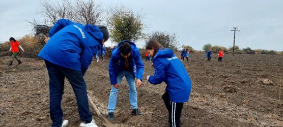 Yevlaxda “Təbiətimiz” aksiyası çərçivəsində müxtəlif növ ağaclar əkilib