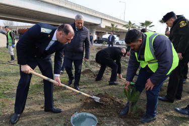 “Şəhərsalma və Memarlıq İli” çərçivəsində Yevlaxda növbəti ağacəkmə aksiyası keçirilib