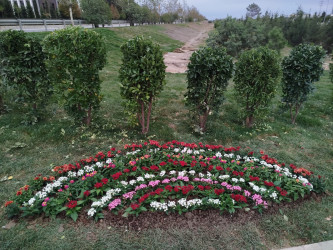 27 Sentyabr-Anım Gününə həsr olunmuş ağacəkmə aksiyası keçirilmişdir