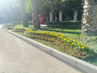Şəhər ərazisində müxtəlif növ dekorativ gül kolları və çiçəklər əkilmişdir